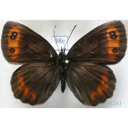 Erebia aethiops (Esper, 1777) Górówka medea Poland38e